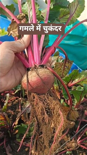 beetroot grown on terrace | chat pe chukandar ugae #youtubeshorts