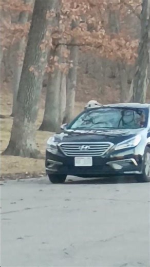 Dog Hanging Out Car Window #fun #life #driving