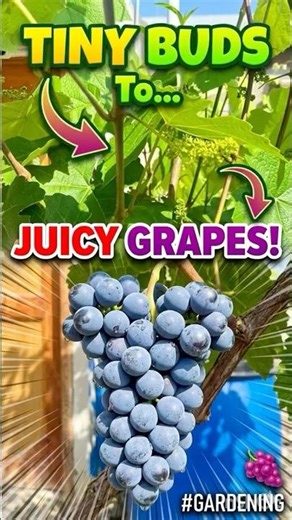 #plants Tiny Buds to Juicy Grapes! 🍇 #Gardening #gardenvlog