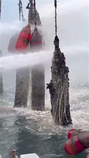 5567: Workers clean mussels from oyster nets in China