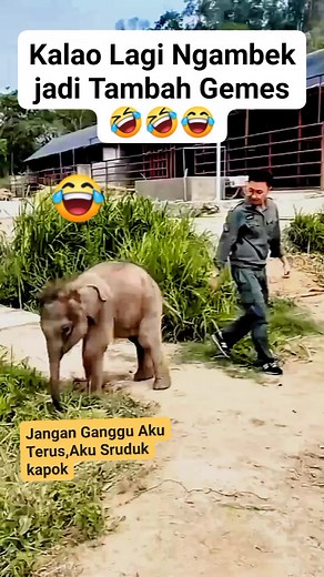 2.7M views · 55K reactions | Cute Angry Baby Elephant, So Much Funnier #reels #fyp #viral #gajah #elephant #funnyelephant #gajahlucu @pengikut @sorotan | Dhiana Sari | Facebook