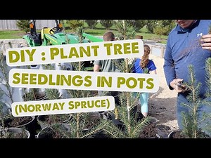 Growing Tree Seedlings in Pots [Getting Started]