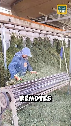 How the Chinese Turn Discarded Bamboo Branches into Fences #bamboo #shorts