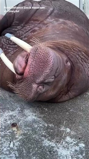 Snoring Walrus Observes National Napping Day at Tacoma Zoo