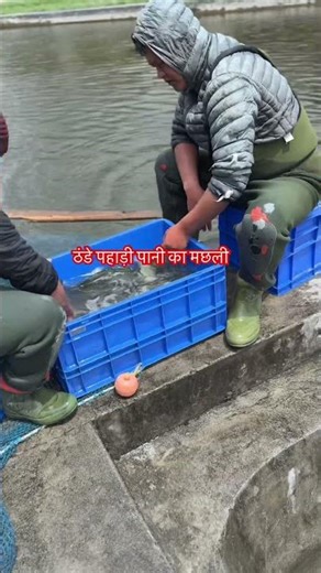 काली मछली पहाड़ो वाली #shorts #pahar #fish