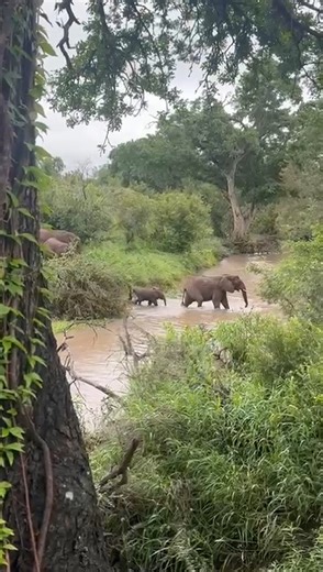 As the rivers continue to drop, the land quietly exhales after the rains. Watching this herd of elephants cross the Msuthlu River, we paused - as we always should - reminded once again to appreciate the remarkable beauty of nature unfolding all around us. 🎥 Willie Woest | Sabi Sabi Private Game Reserve