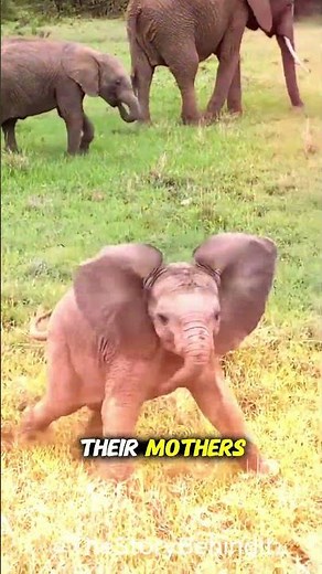 Baby Elephants vs Their Trunks: Cute and Funny Struggles