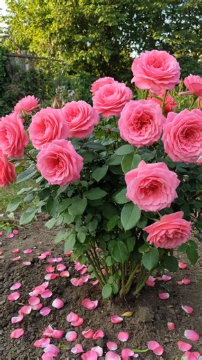 How to Grow Roses in a Potato! 🌹🥔 (100% Works!) #garden #plants #rose #shorts