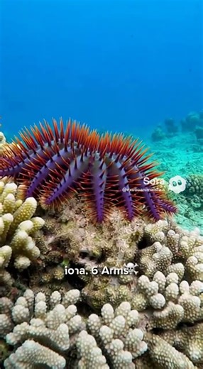 This Isn’t a Monster… It’s a Starfish😱