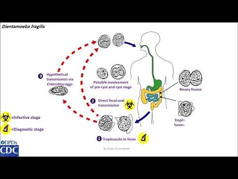 Dientamoeba fragilis life cycle