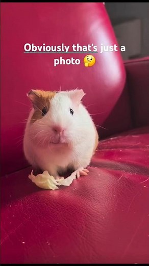 Bubu the guinea pig is trying the photo trend 😅