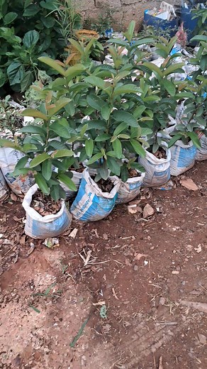 Tree planting season is here, 0979107759,0971148151 | Lilayi Import and Agro Consultants