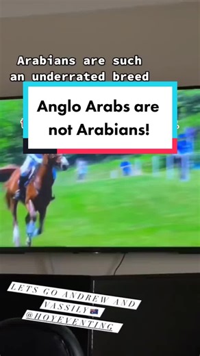 Differentiating Anglo Arab and Arabian Horses in Equestrian | Eventing Insights