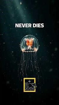 The ONLY Animal On Earth That Cannot Die | Immortal Jellyfish #shorts