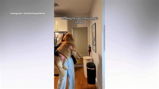 Owner tests golden retriever’s intelligence – not ready for the results
