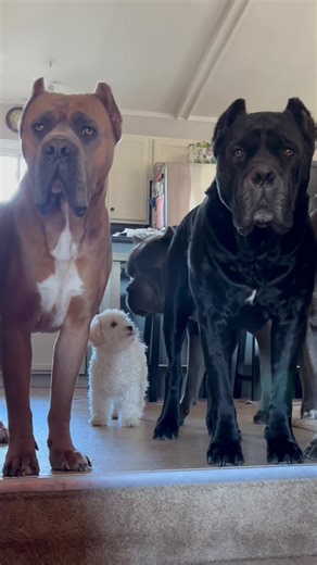 Understanding Hound Dogs and Rottweilers: A Comprehensive Guide