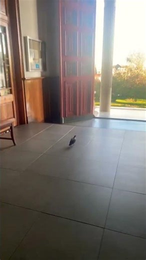 La PALOMA que va Rápido PARA JUGAR AL FORTNITE 🎮