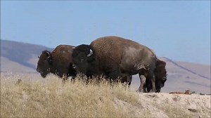 The Bison mating season is over. But if you missed seeing some of the rut activities this video shows a large Bison Bull interacting with several bison cows. video/Dave Fitzpatrick Volunteer Bison Range #CSKTBisonRange | CSKT Bison Range
