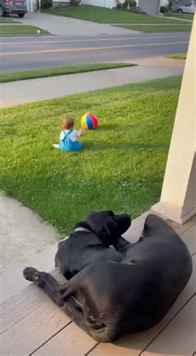 Two heroes labs just saved a toddler's life🥰
