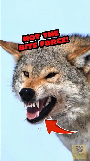 Wolves Don’t Win With Bite Force But With This...