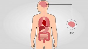 Human Anatomy Diagram with Highlighted Organs and Names on Light Background