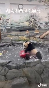 57K views · 4.2K reactions | Good morning bumless people! Please somebody calls the wwf, due my gigantic fluffy bum i'm drowing! Ahhhhhhh! It's heavyyyyy!  SOMEBODY HELP ME! #panda #fluffy #pandas #cute #naturephotography #nature #care #beautiful #love #babypanda #babypandas #funnyanimals #takeabath #bath #playingtoys #playing | Pandas, a Light In My Heart | Facebook