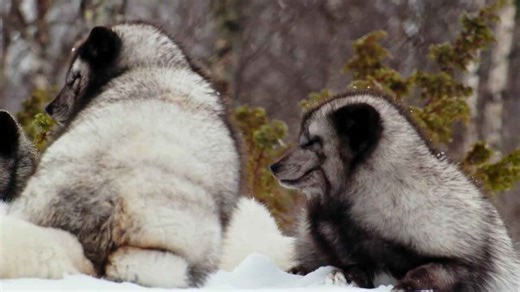 The Arctic Fox: Stunning Close-Up Footage in Their Polar Habitat