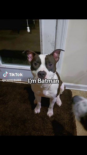 Rosco the Batman Dog: Forgotten Justice in Gotham