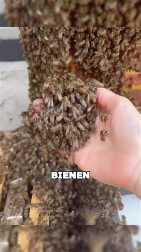 Warum verwenden Imker Wachswände im Bienenstock? #tiere #shorts