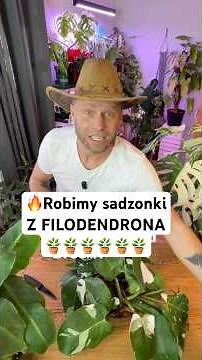 Jak robić sadzonki z roślin domowych?