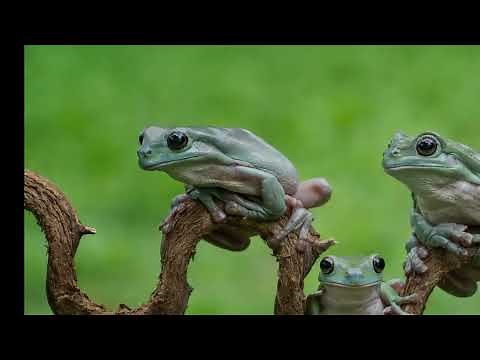 Tarantulas and Their Pet Frogs Offer a Unique Look at Animal Friendship