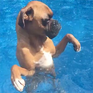 "My dog hasn't really figured out swimming yet..." 😂😂 | VT