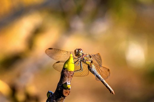 ▷ Libélula » Características, Alimentación, Hábitat, Reproducción, Depredadores