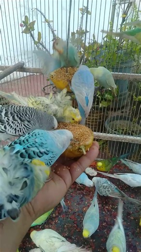 Adorable Budgies: The Colorful and Playful Companions