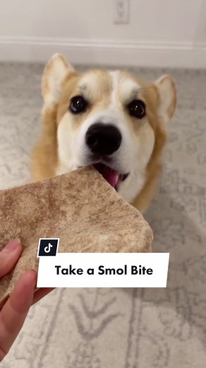 Corgi Puppy Bite Training Tips and Tricks