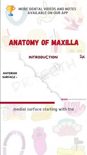 Anatomy of Maxilla