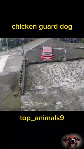 chicken guard dog#top_animals9 #dog #animals #animal #fyp #foryou