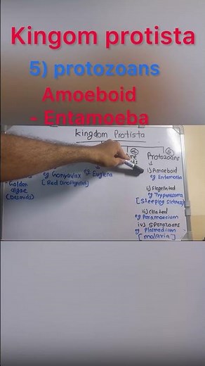 Kingdom Protista summary |NEET BIOLOGY | Dr.Amit Tengse