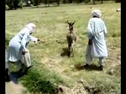 two man with donkey