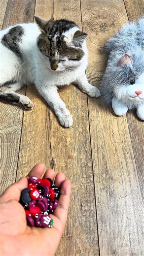 Zen Cat ASMR 📿 | Your Daily Peace 🐾 #shorts #cat #zen #asmrsounds #satisfyingvideo #reverse