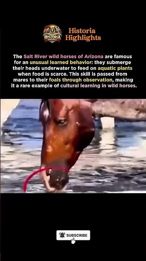 Arizona’s Salt River Wild Horses Can Feed Underwater: A Remarkable Learned Survival Skill