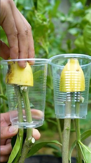 🍋Grow Lemon Trees Faster than you think! #lemontree