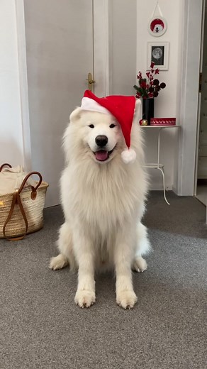 Festive Christmas Dance with Samoyed Dog