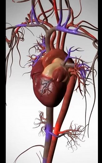 O Coração e a Circulação: Uma Viagem pelo Sistema Cardiovascular 🫀✨