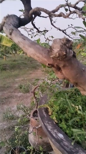 Bonsai Boogie. Plantito/Plantita @project Ronda . Ronda Rusi TV.