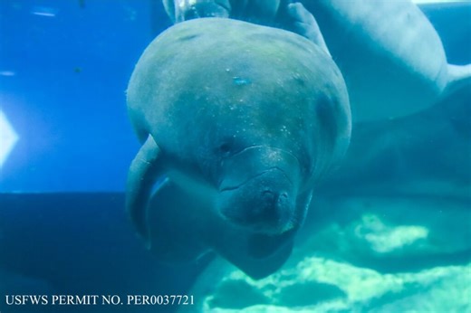 New Manatee Named Mermaid Arrives for Critical Care in EPCOT at the Seas Pavilion | Chip and Company