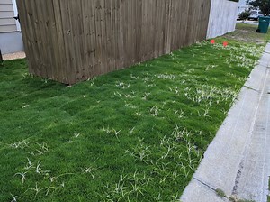 Emerald zoysia herbicide damage