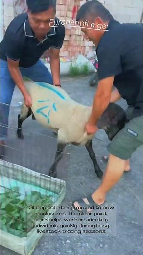 Two Farmers Move A Marked Sheep From Truck To Transport Cage For Livestock Transfer