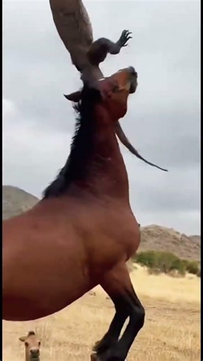 Komodo Dragon Tries to Bully Foal, Gets Thrown by Mother Horse!