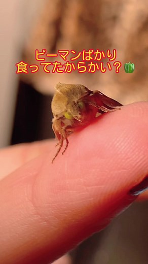 育ててみた: ピーマンの中に居たタバコガの幼虫